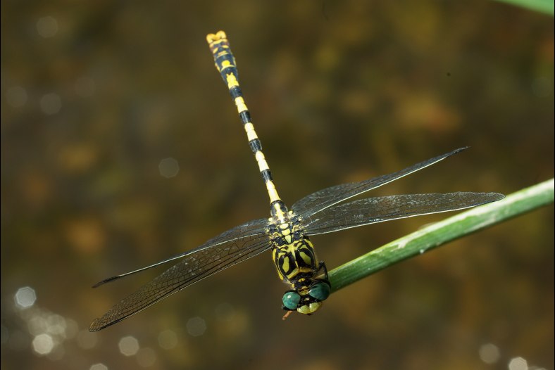 Onychogompus forcipatus
